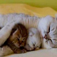 Mama Cat Lovingly Cradles Her Kittens