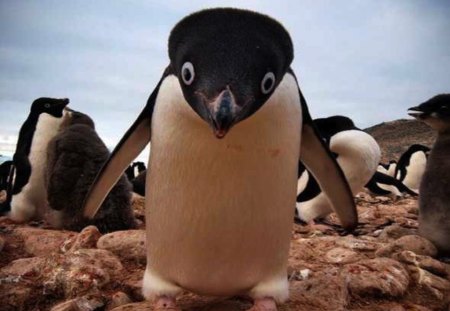 Penguin Says Hello! - stare, penguin, waddle, cute, curious, bird, happy