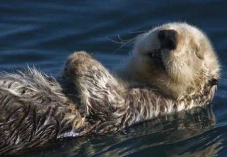 Shhh Don't Wake the Otter.... - float, sleep, cute, otter, swim