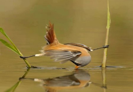 Bird's Balancing Act! - resourceful, eat, catch, balance, act, steady, talent, bird