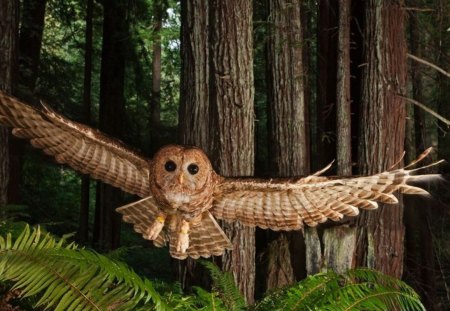 FLIGHT OF THE NIGHT OWL - birds of prey, trees, animals, wings, nocturnal, forest, owls, flight, birds