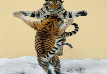 The Dance of the Tiger - play, stand, funny, fight, jump, dance, tiger, upright