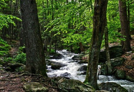 Down the River - trees, day, light, water, dirt, ground, bushes, nature, forest, river, leaves, grass, trunks