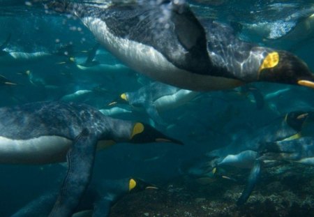 OUT TO LUNCH - sealife, ice, oceans, penguins, emperor penguins, arctic, seabirds