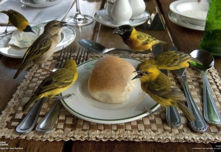 BIRDY SOUP KITCHEN - animals, tableware, food, bread, cafe, birds