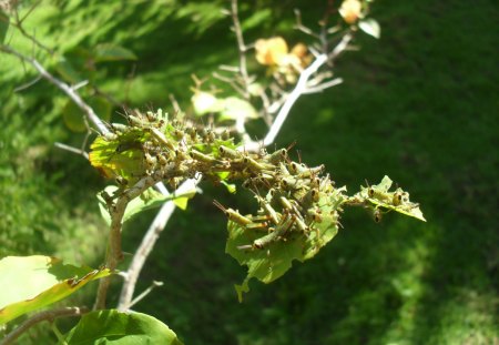 Grasshopper's breakfast - grasshopper, nature, green, plants, animals