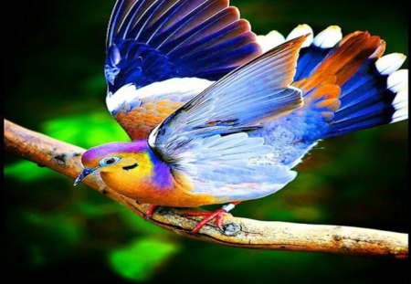 Beautiful, Colorful Bird - bird, fly, beautiful, bright, wings, colors, perch