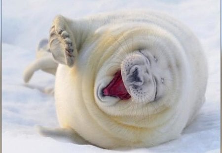 Must of been a funny joke! - ice, laughing, animals, funny, baby seal, other, pup, nature, white, snow, laugh, animal, seal