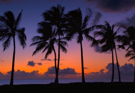 Sunset palms - nature, sunset, palm, landscape