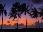 Sunset palms