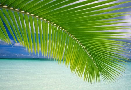 Tropic - tropic, palm, nature, landscape