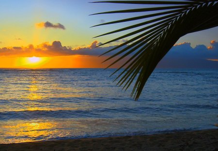 Hawai beach - nature, beach, hawai, sunset, palm