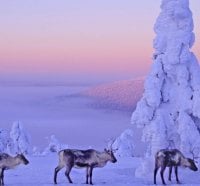 Snow deers