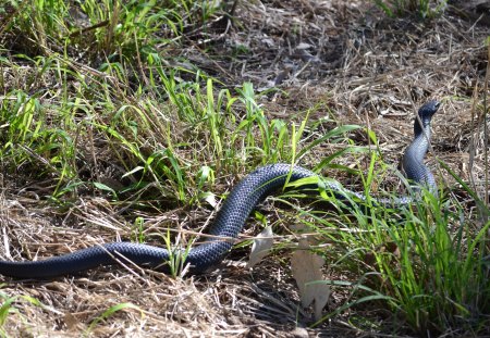 My photo shoot - reptile, cool, slithery, snake