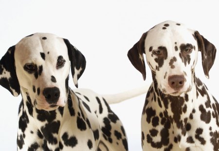 Dalmatians - pet, animal, two, cute, dog, dalmatian, loyal, puppy