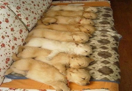 8 Little Puppies All In A Row!! - row, sleep, litter, cute, babies, puppies, sweet