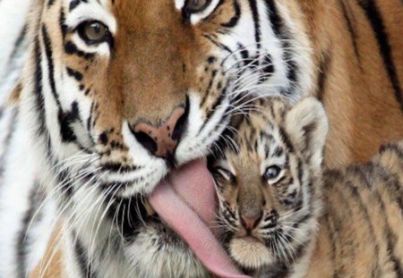 Mama Tiger Cleans Her Cub! - tigress, cub, lick, mother, nurture, clean, baby, wild, sweet, tiger