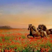 Horses Enjoy Run Thru Red Flower Field