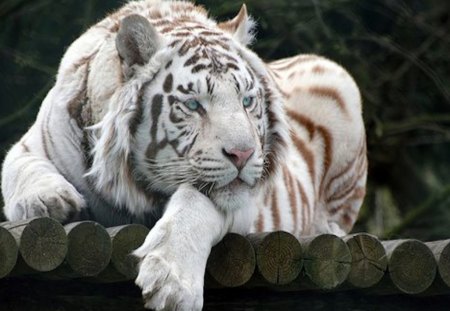 Relaxed but Watchful White Tiger - white, guard, aware, wary, rest, tiger, relax