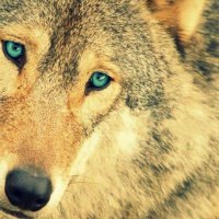 Crystal Blue Eyes of the Wolf