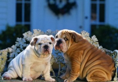 Bulldogs - wow, animal, dogs, bull