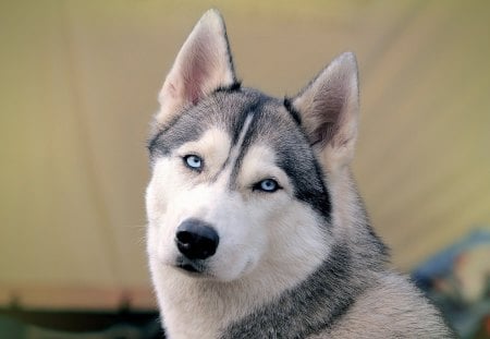 Pretty husky - husky, animal, dog, siberian, puppy