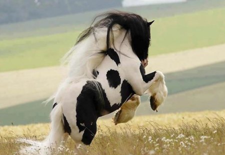 Black & White Beauty Galloping thru Field - gallop, horse, beautiful, spotted, black and white, field