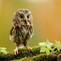 Cute Little Baby Owl