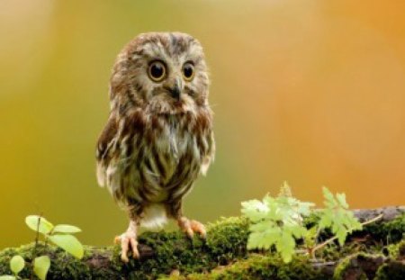 Cute Little Baby Owl - owl, cute, baby, bird