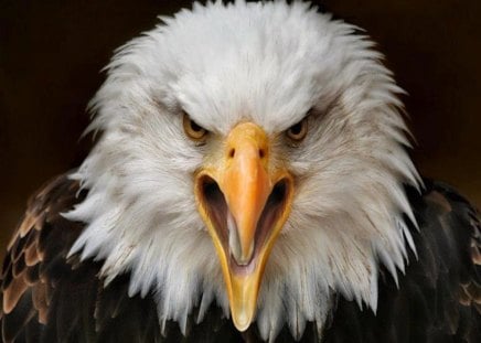 The Glare of the Eagle Eye - eagle, powerful, bird, prey, mascot, american, symbol