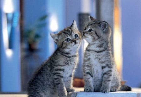 Give me a Kiss dear...:) - animal, kiss, cat, meow