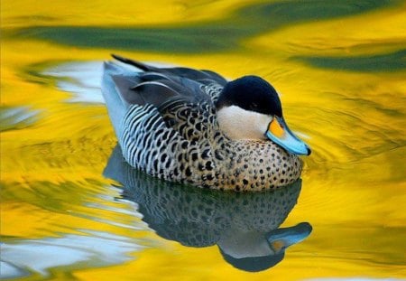 Pretty Blue Bill Duck - duck, lake, blue, beak, bill, amber, gold