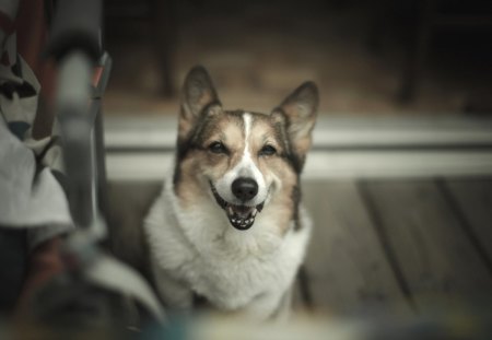 Smile Pls - wow, dog, smile, animal