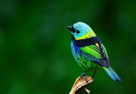 Colorful Little Bird - tiny, blue, green, colorful, little, bird