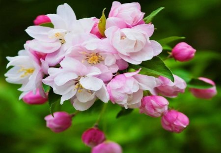 Pretty Pink Blossoms - buds, cherry tree, sakura, pink, blossom, blooms