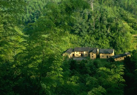 House in Middle of Forest