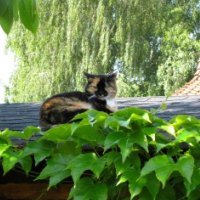Cat Lyra