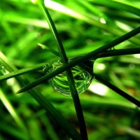 Green grass with a drop of rain water