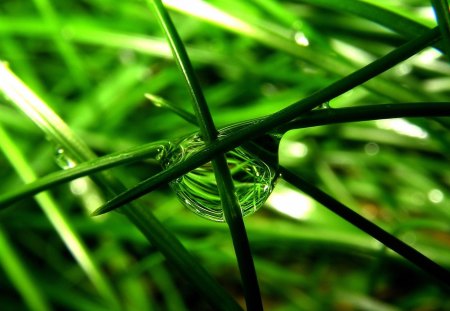 Green grass with a drop of rain water - water, 1080p, garden, green, rain, two, hd, grass