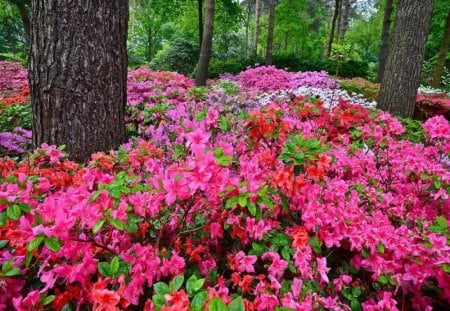 Carpet of flowers in forest - summer, red, carpet, forest, pink, flowers, trees, nature, colors, colorful, green