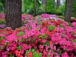 Carpet of flowers in forest