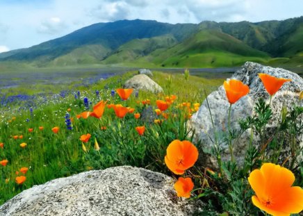 Field of wild poppies - nice, sky, peaceful, greenery, field, meadow, rocks, pretty, clouds, orange, green, grass, mountain, lovely, nature, red, wild, beautiful, stones, poppies