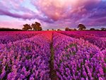 Field of purple flowers at sunset