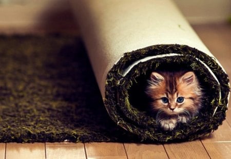 COMFORT - carpet, view, floor, kitten