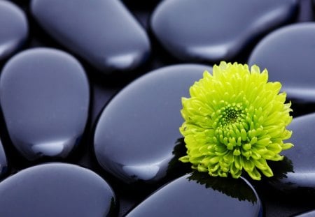 A flower on stones - nice, beauty, lone, black, lovely, pretty, beautiful, arrangement, stones, harmony, flower