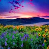 Sunset over the flowers