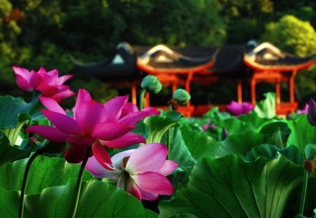 LOTUS GARDEN - close up, lotus, blossoms, garden