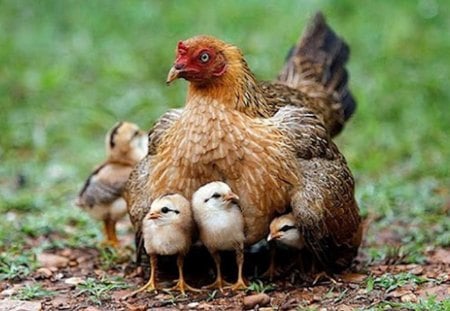 poule - poule, en promenade, de la journee, poussins