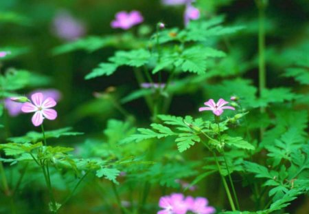 Untitled Wallpaper - leaves, flower, trees, green