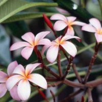 Frangipani Flowers